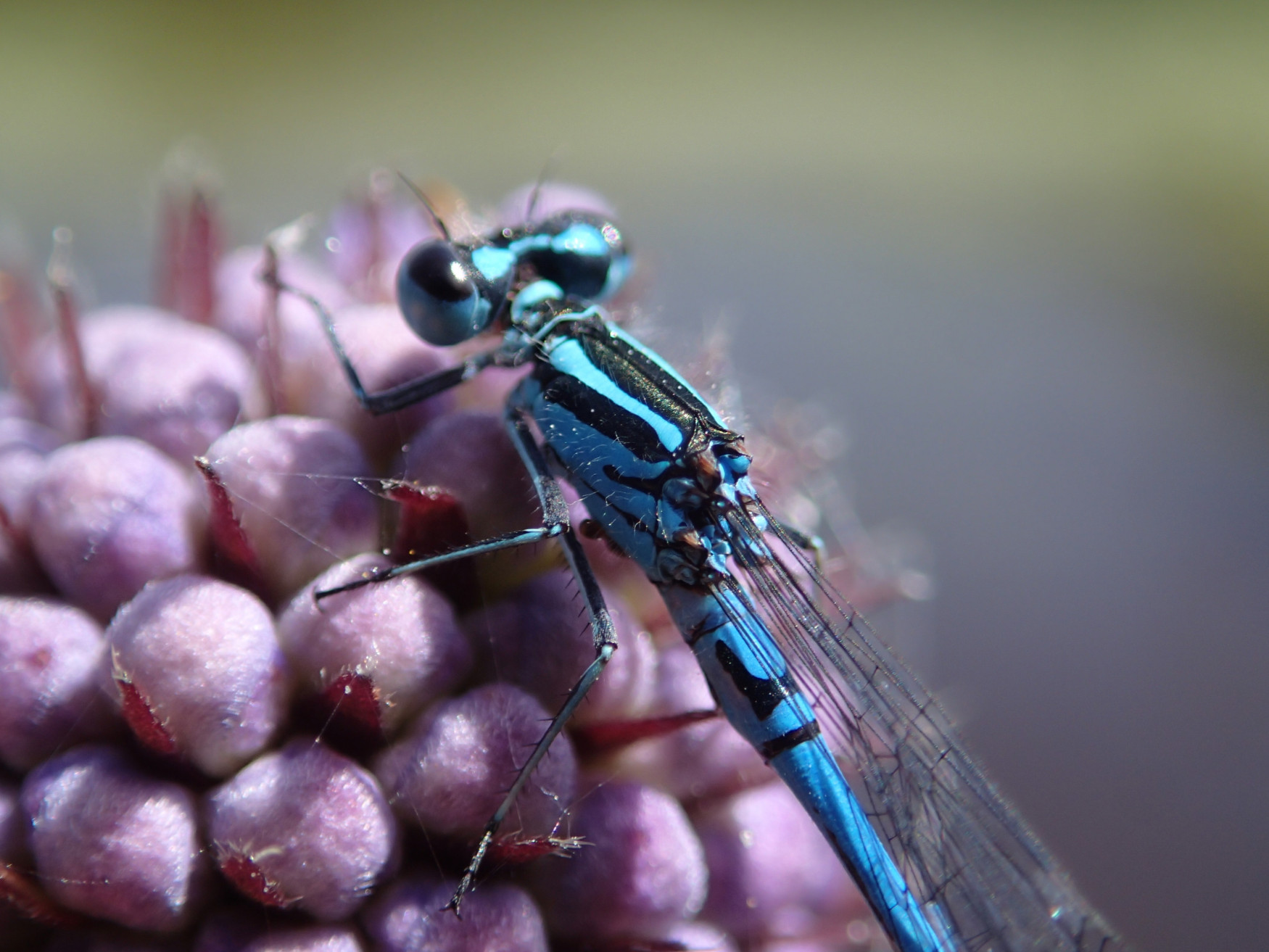 Coenagrion puelle - Tourbière de Couleyre - Montagne ardéchoise - Ardèche