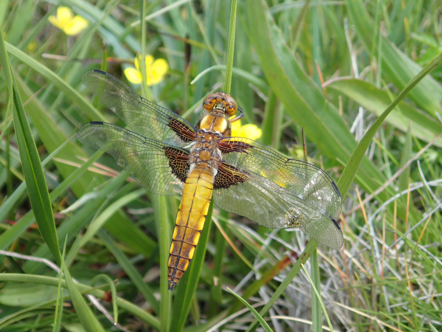 Libellula depressa - Tourbière de Couleyre - Montagne ardéchoise - Ardèche