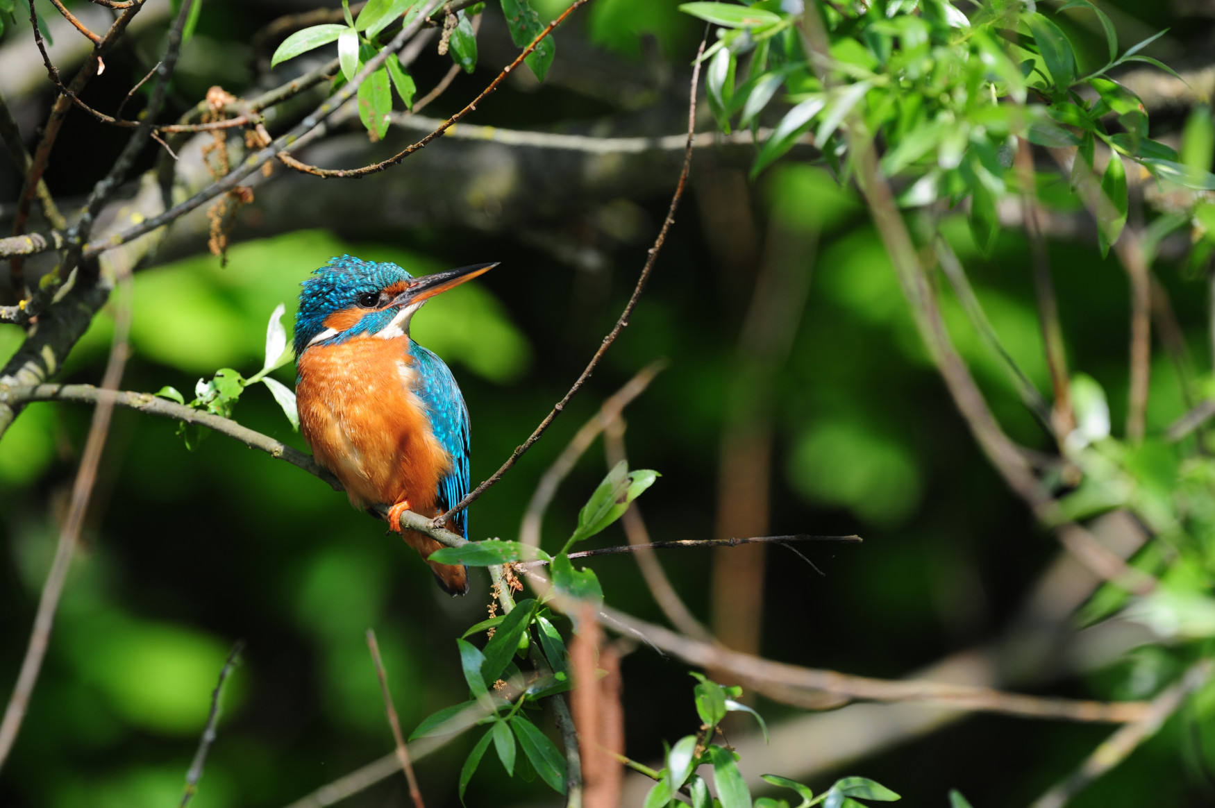 Martin pêcheur - Savoie