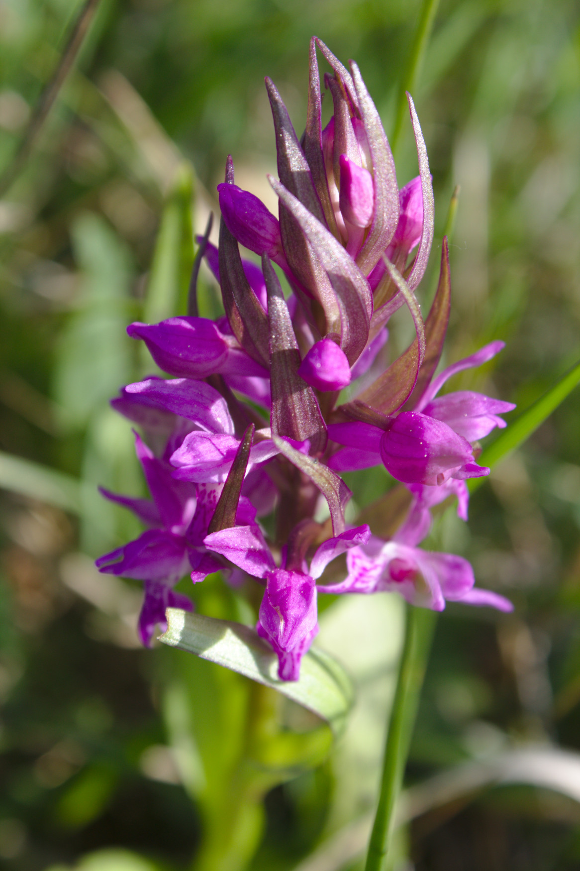 Orchis incarnat Dactylorhiza incarnata - Plateau mornantais - Rhône